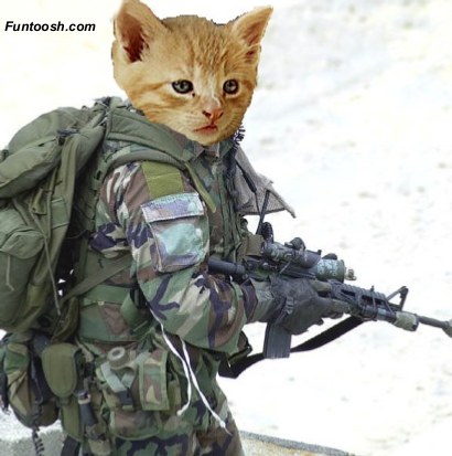 Combat Cat000